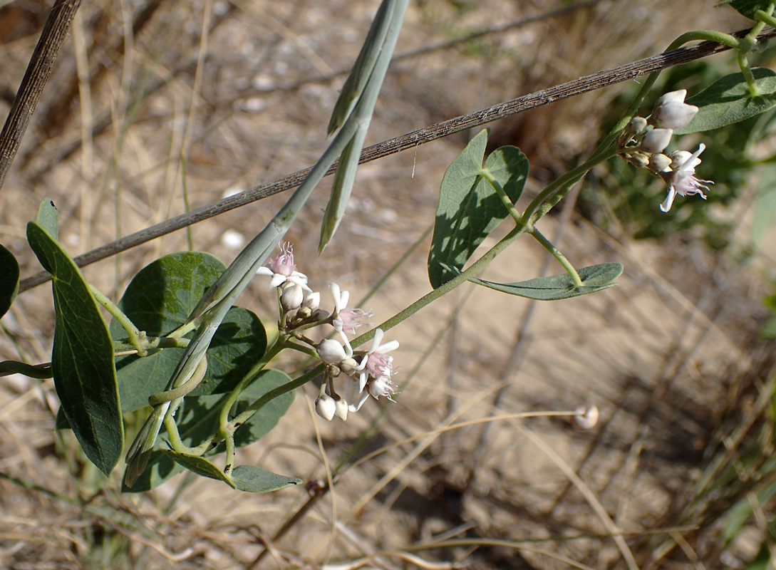 Image of Cynanchum acutum specimen.