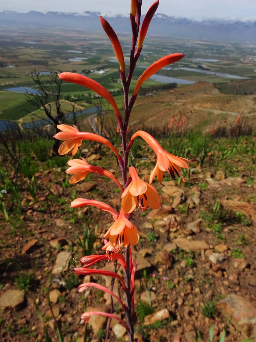 Image of Watsonia tabularis specimen.