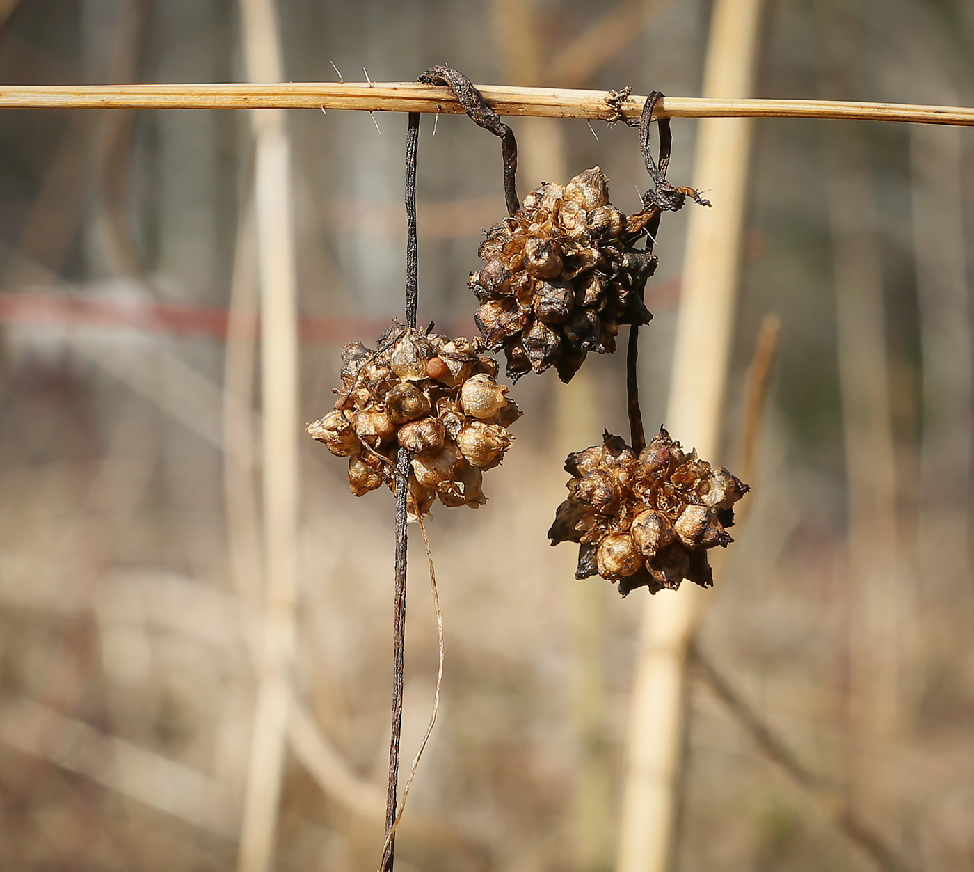 Image of Cuscuta europaea specimen.