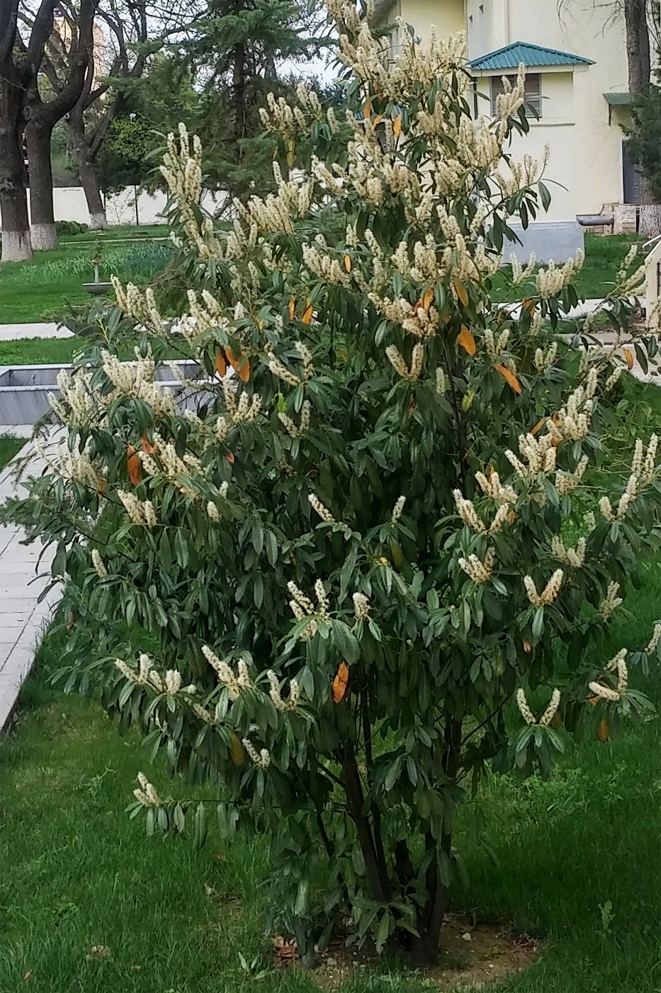 Изображение особи Lauro-cerasus officinalis.