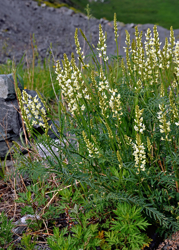 Изображение особи Astragalus katunicus.