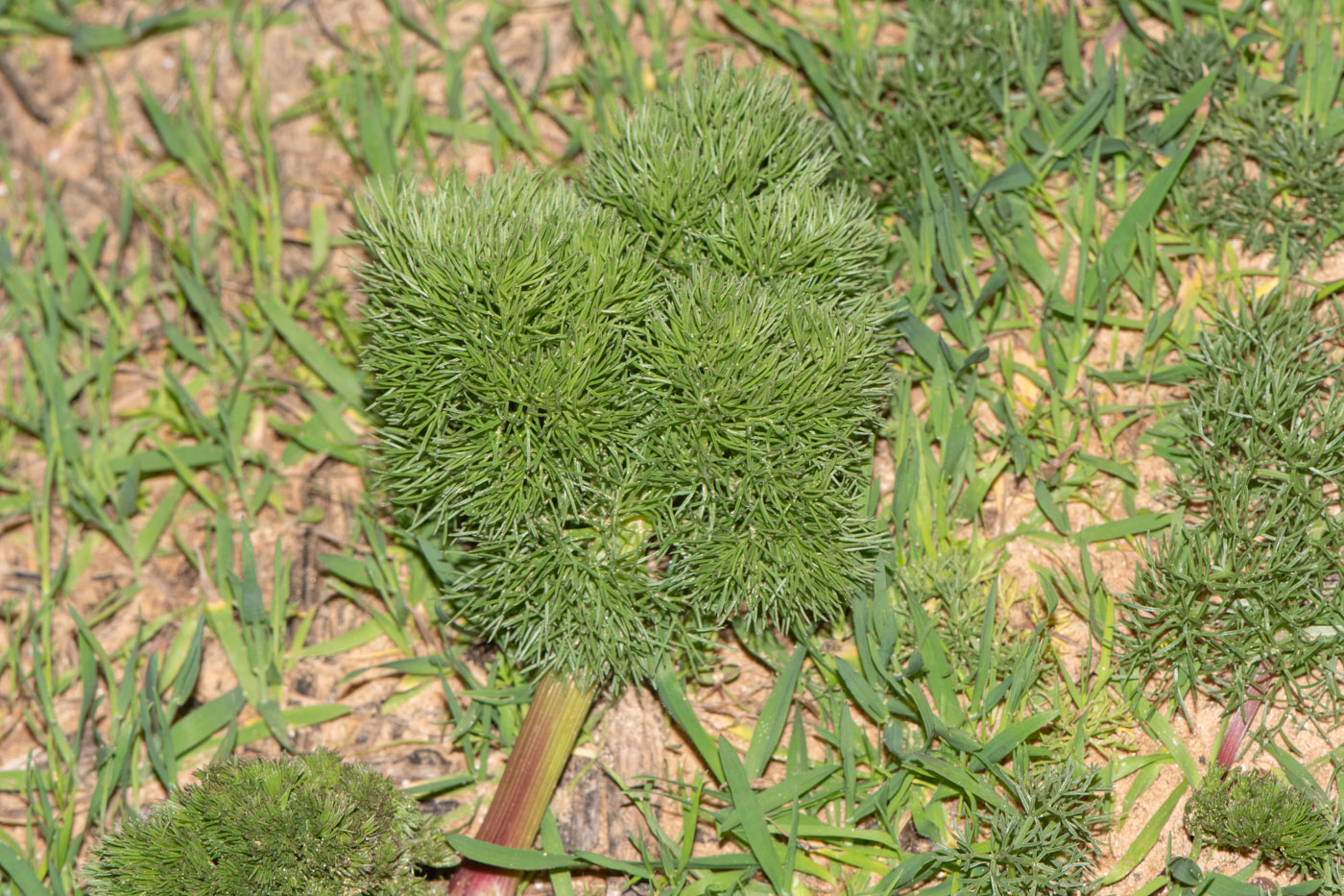 Изображение особи Bilacunaria boissieri.