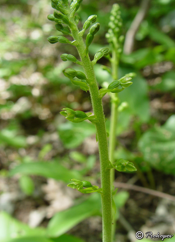 Image of Listera ovata specimen.