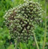 Allium suworowii. Соплодия с незрелыми плодами. Пермский край, г. Пермь, Кировский р-н, садовый участок, в культуре. 01.07.2019.