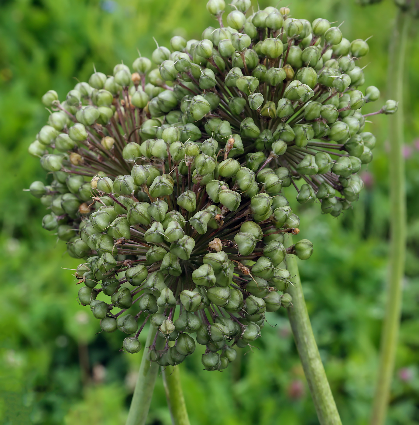 Image of Allium suworowii specimen.