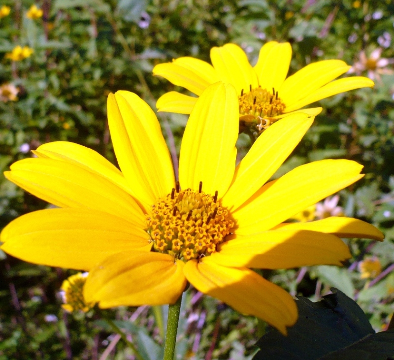 Image of Heliopsis helianthoides specimen.