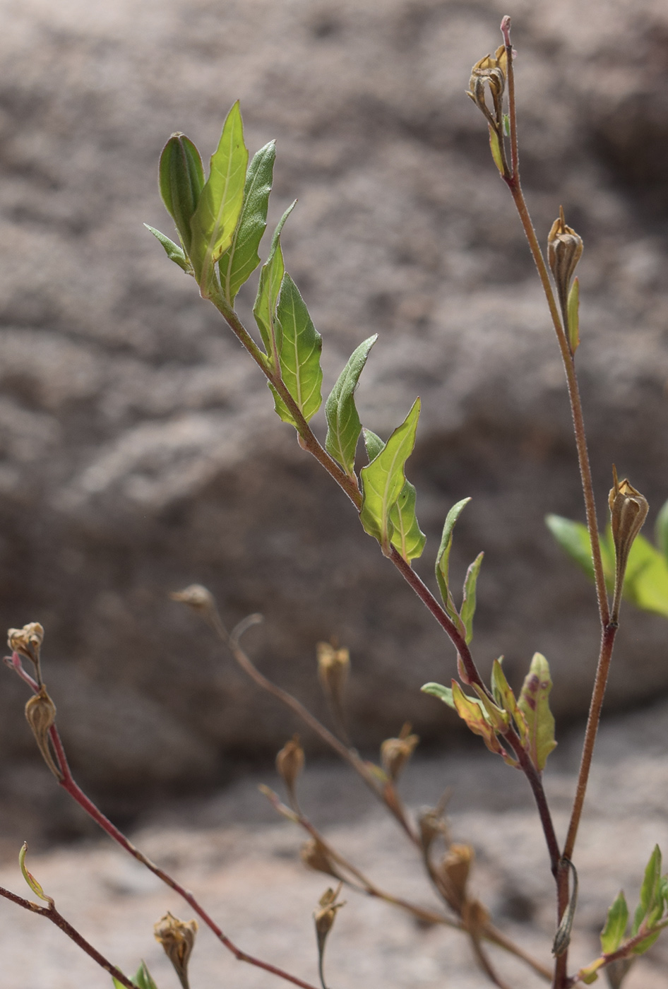 Image of Oenothera rosea specimen.