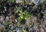 Anemonastrum speciosum