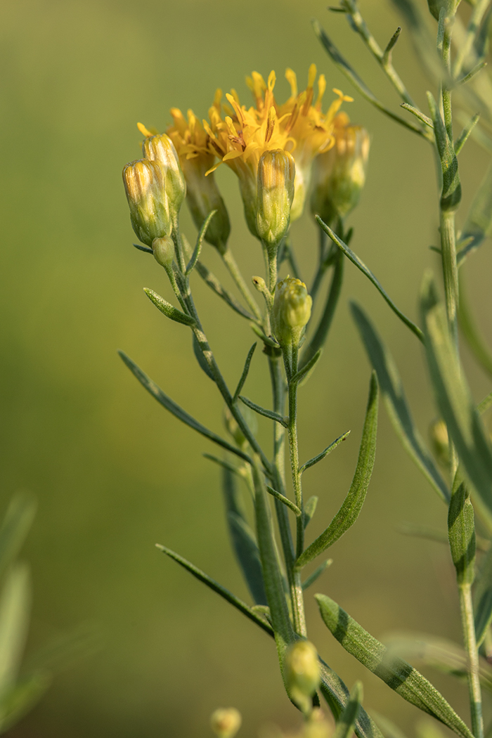 Image of Galatella biflora specimen.