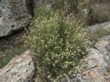 Silene spergulifolia