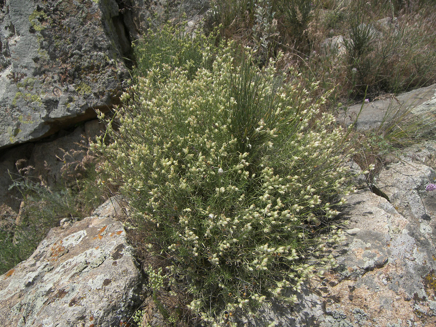 Image of Silene spergulifolia specimen.