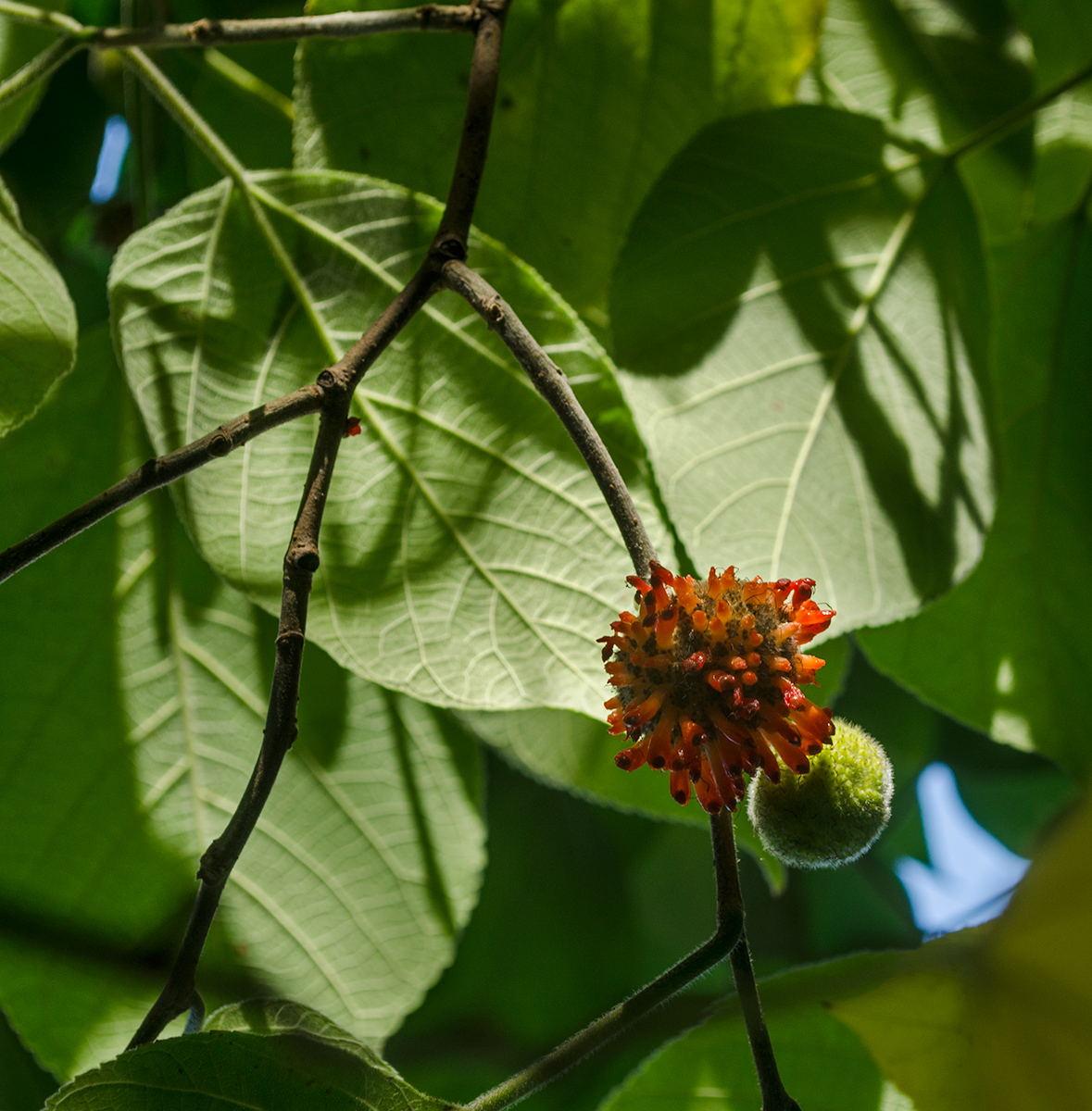 Image of Broussonetia papyrifera specimen.