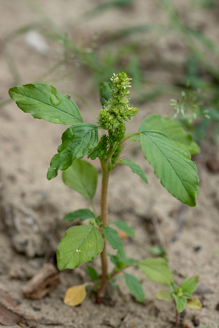 Image of Amaranthus retroflexus specimen.