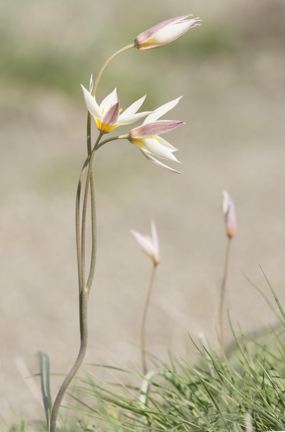 Image of Tulipa buhseana specimen.