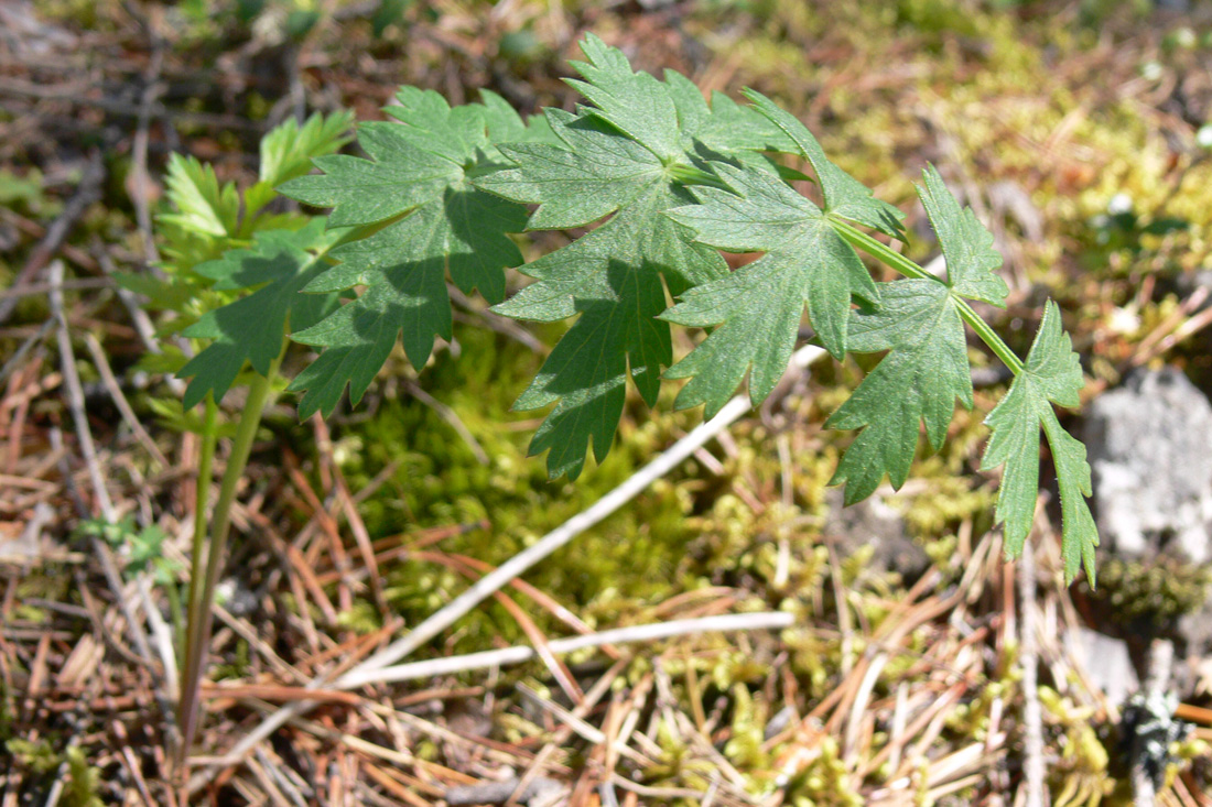 Изображение особи Pimpinella saxifraga.