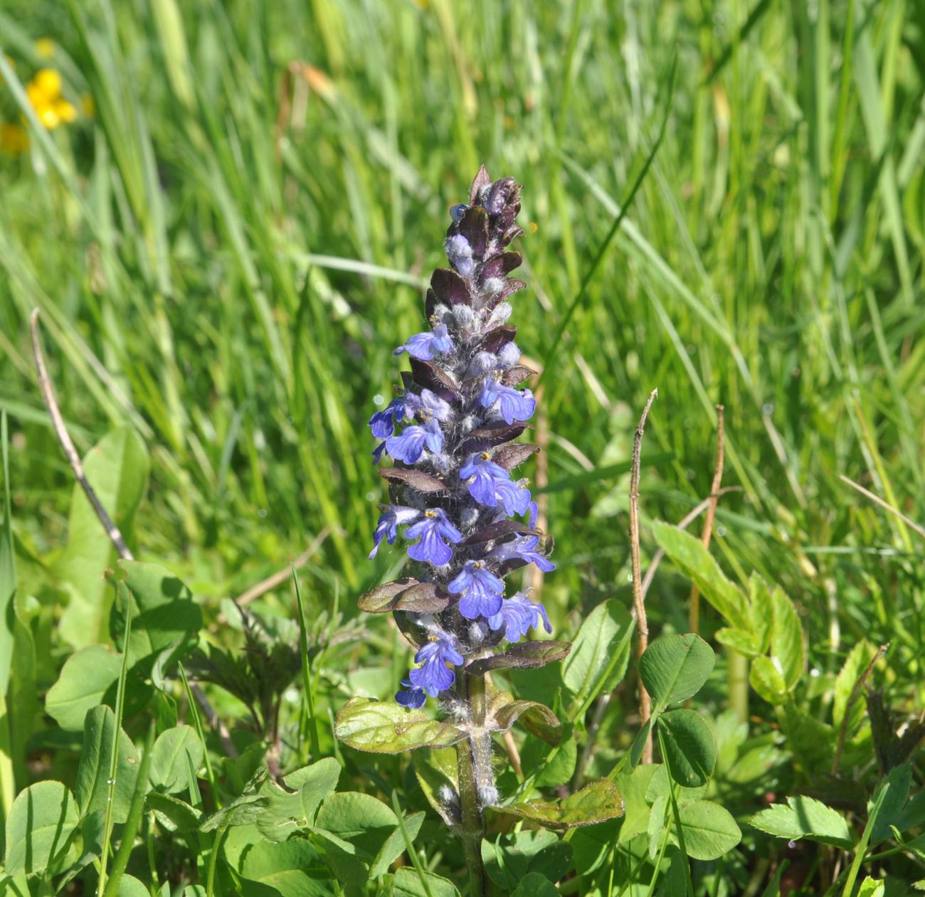 Image of Ajuga reptans specimen.