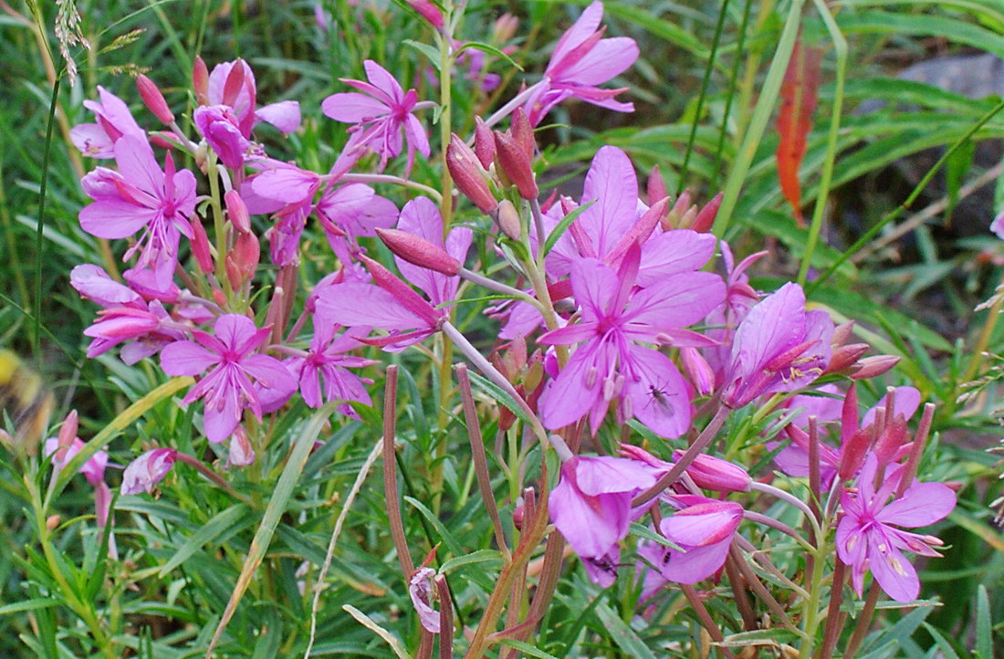 Image of Chamaenerion colchicum specimen.