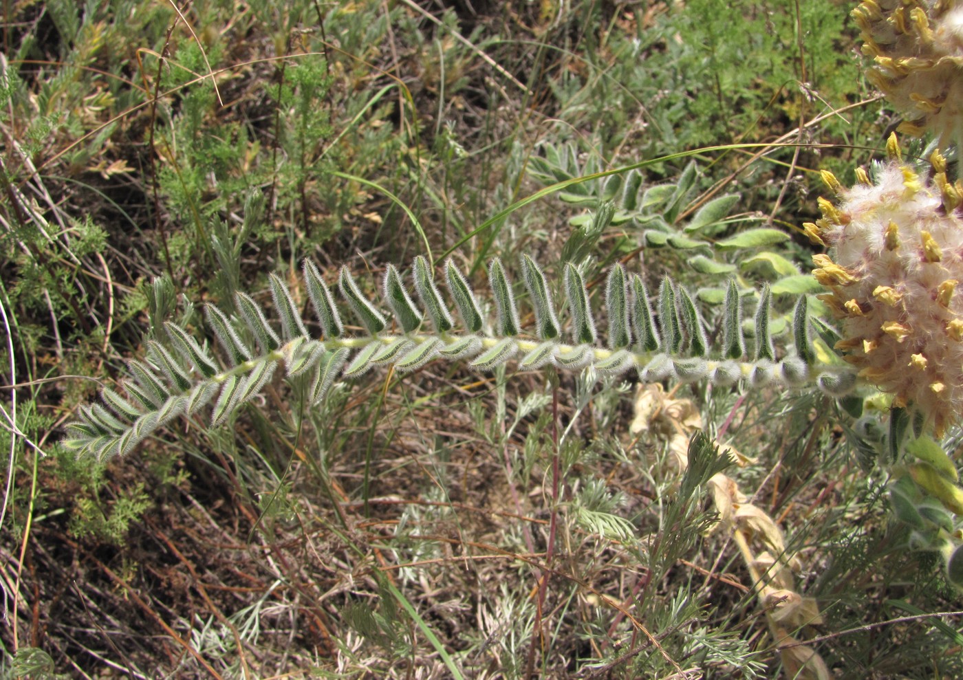 Image of Astragalus maximus specimen.