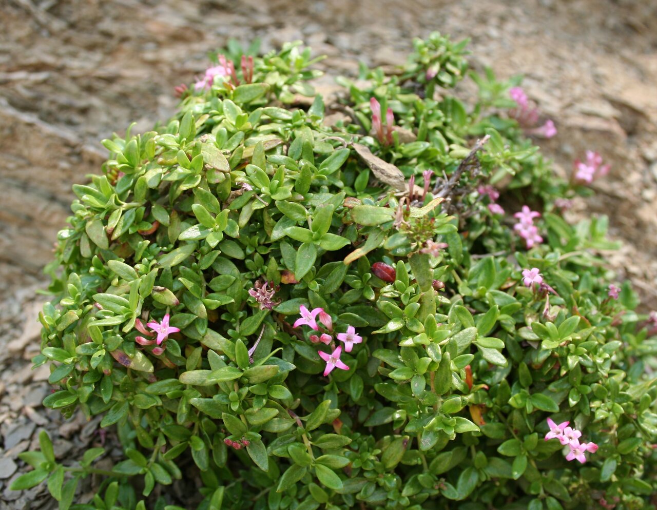 Image of Putoria calabrica specimen.