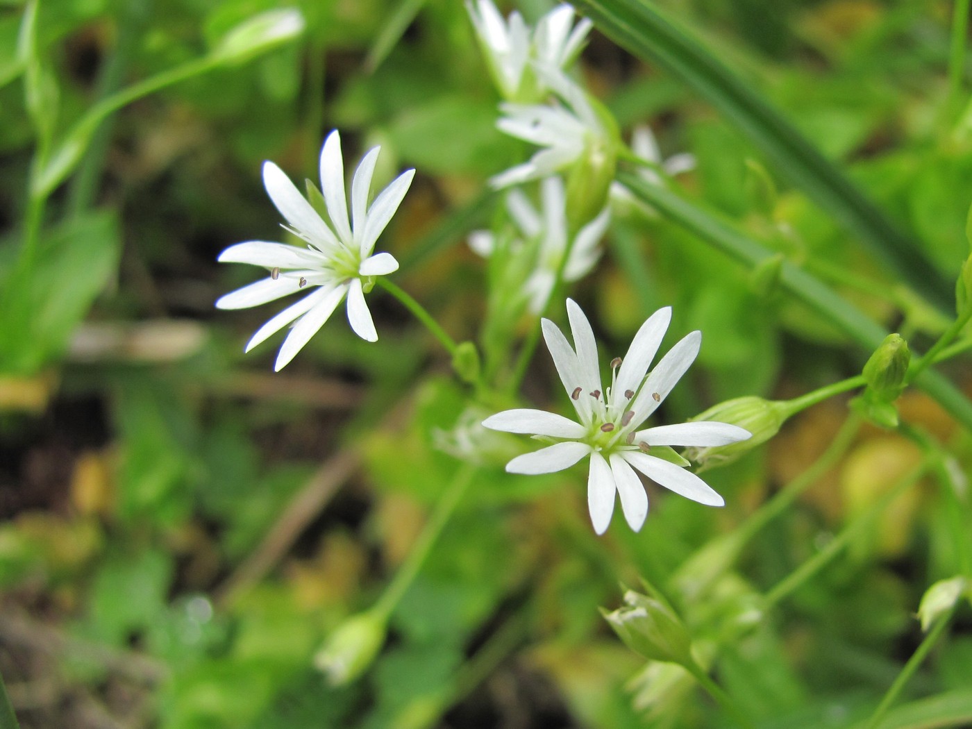 Image of Stellaria anagalloides specimen.