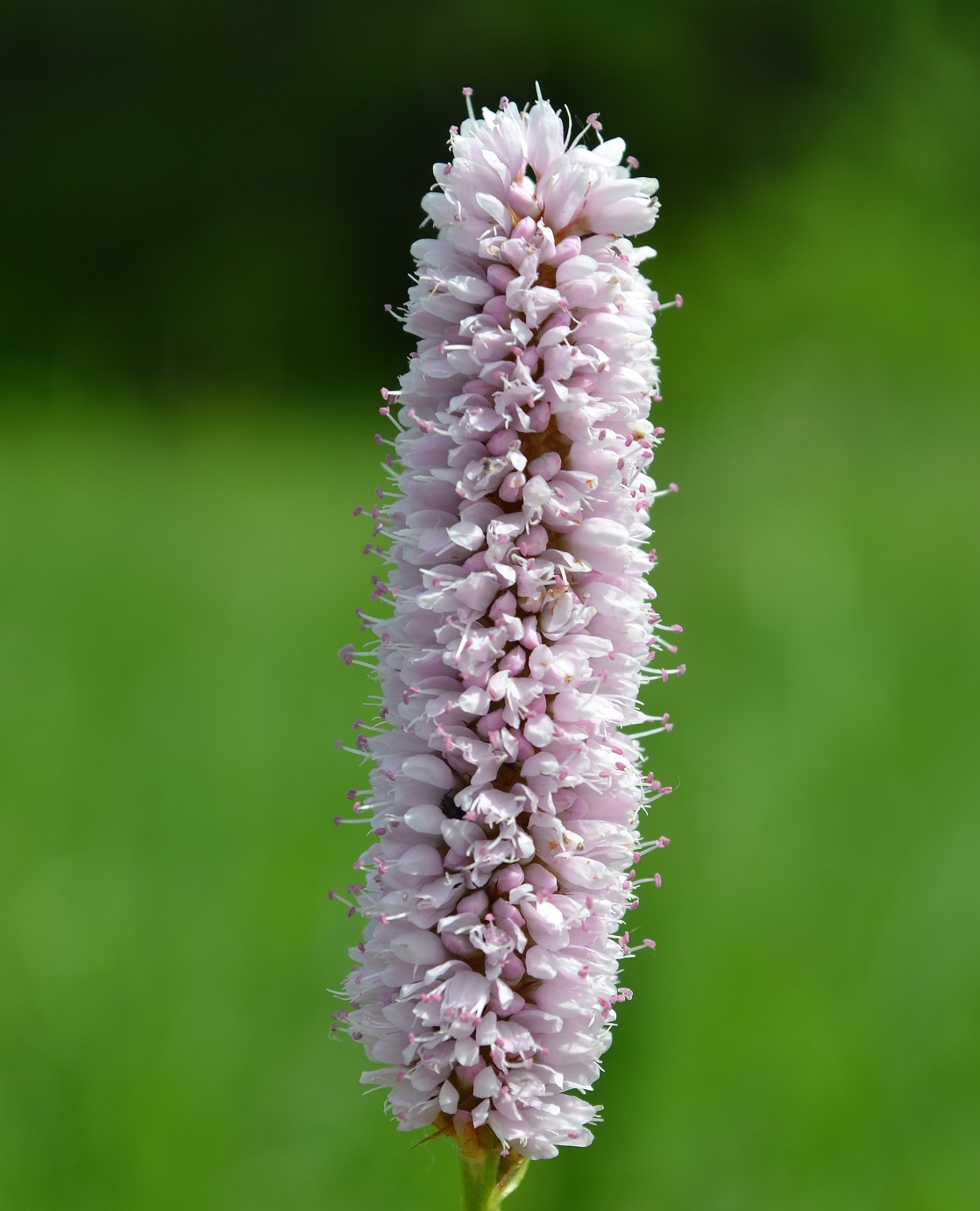 Image of Bistorta officinalis specimen.