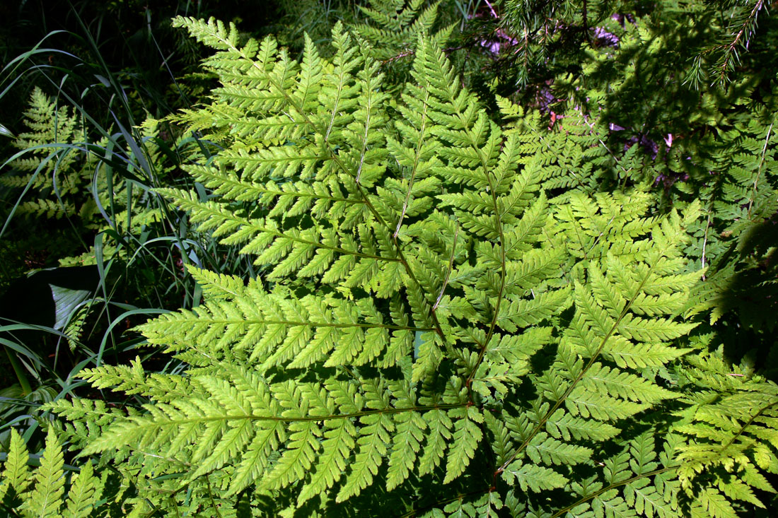 Image of Dryopteris assimilis specimen.