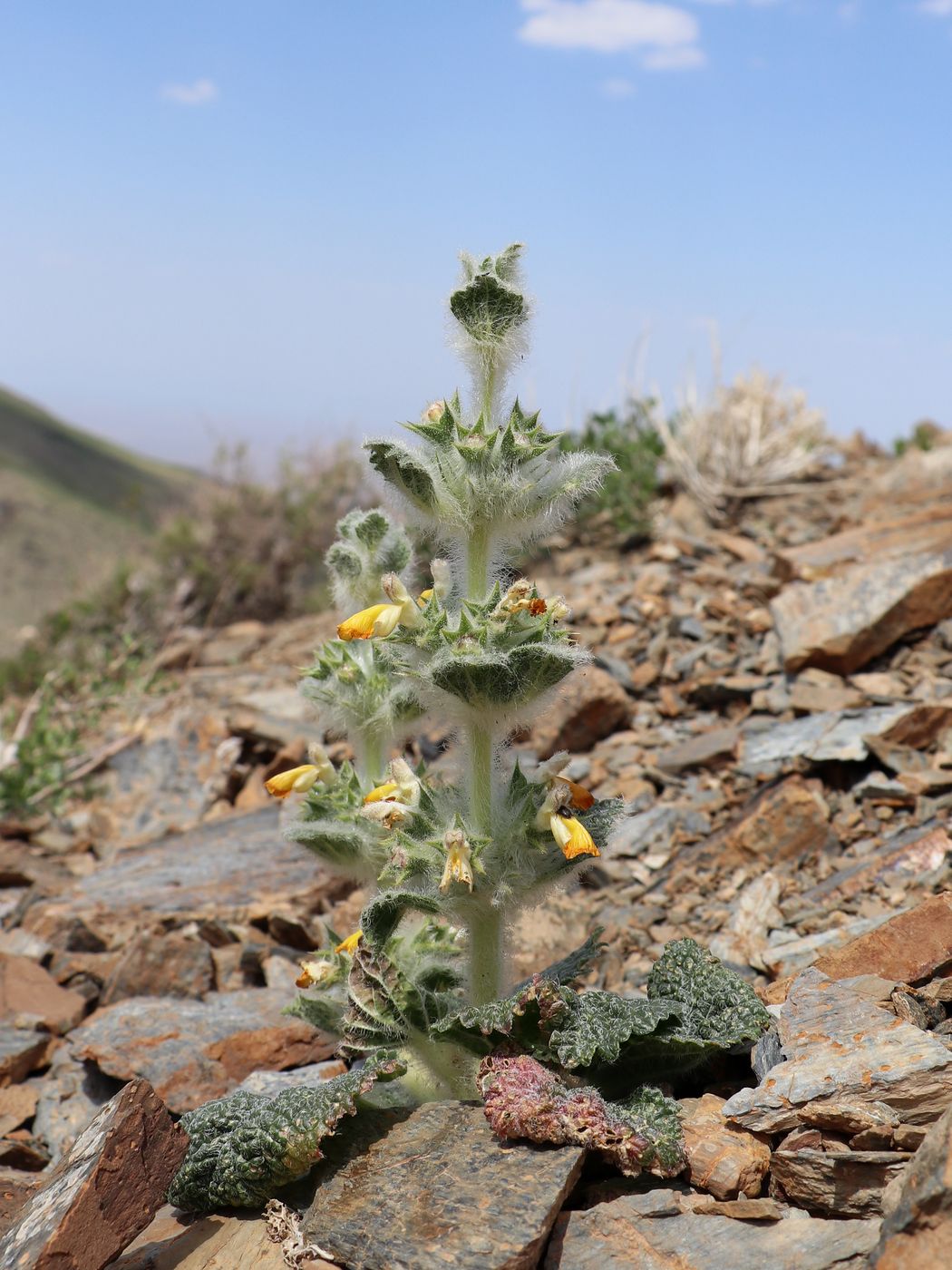 Изображение особи Paraeremostachys anisochila.