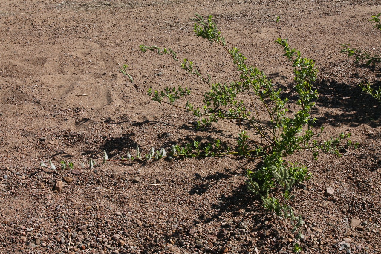 Image of Salix phylicifolia specimen.