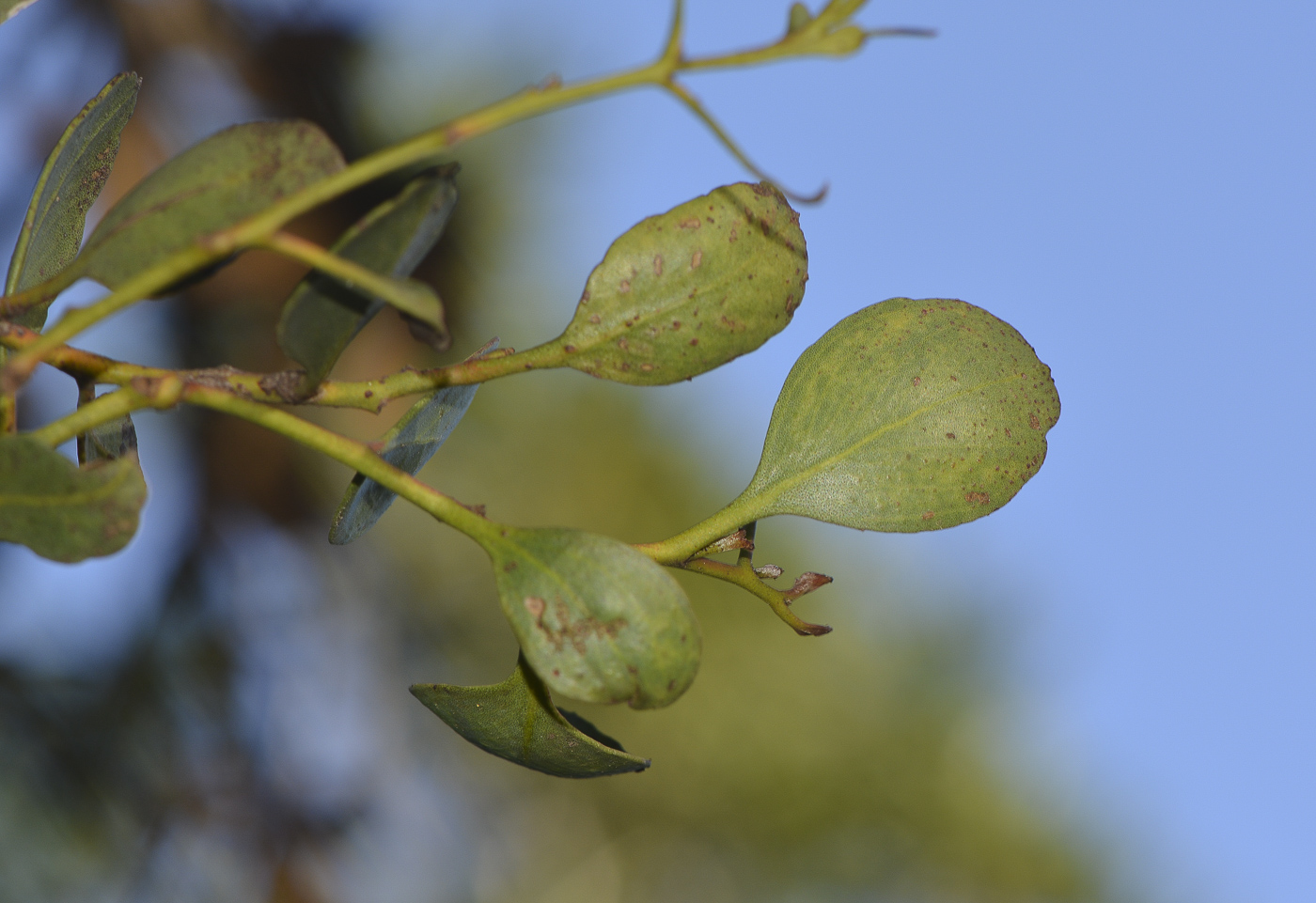 Image of genus Eucalyptus specimen.