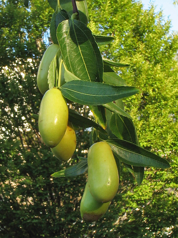 Изображение особи Ziziphus jujuba.