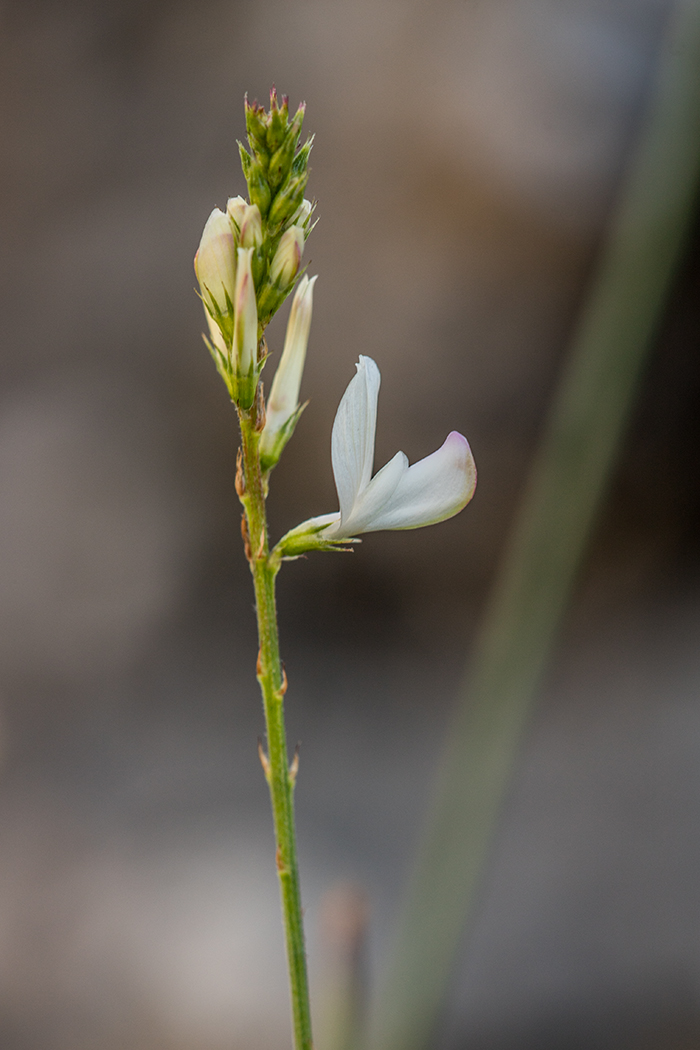 Image of Onobrychis ruprechtii specimen.