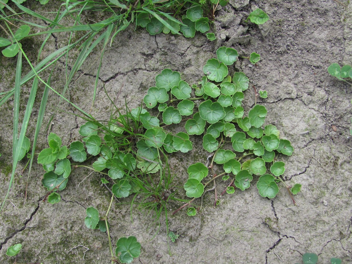 Image of Hydrocotyle ramiflora specimen.