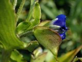 Commelina tuberosa