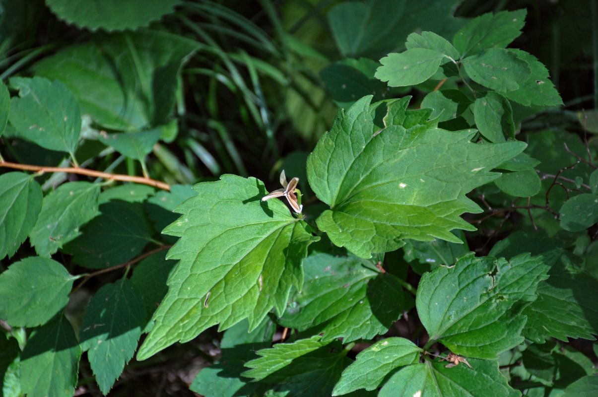 Image of Viola uniflora specimen.