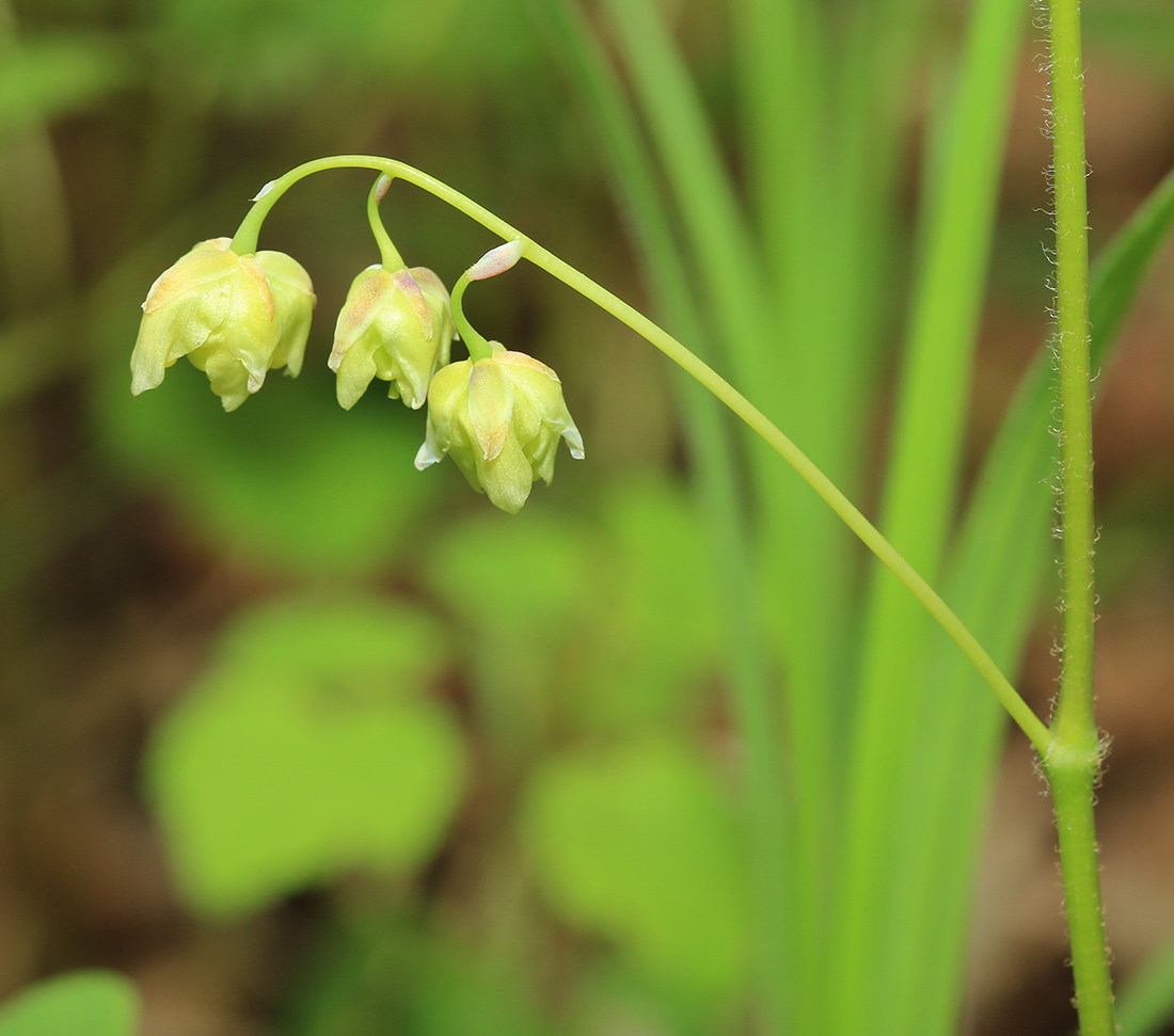 Image of Epimedium koreanum specimen.