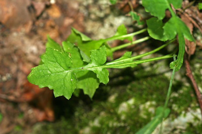 Image of Mycelis muralis specimen.