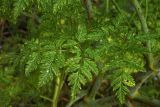 Смотреть изображение Conium maculatum