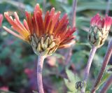 Смотреть изображение Chrysanthemum indicum
