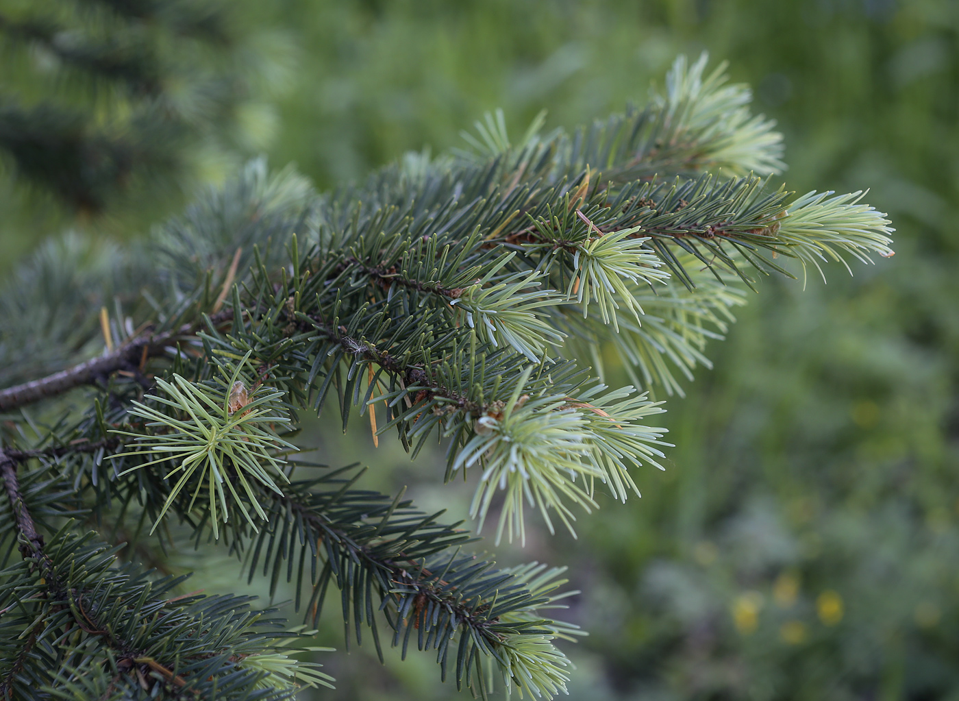 Изображение особи Pseudotsuga menziesii.