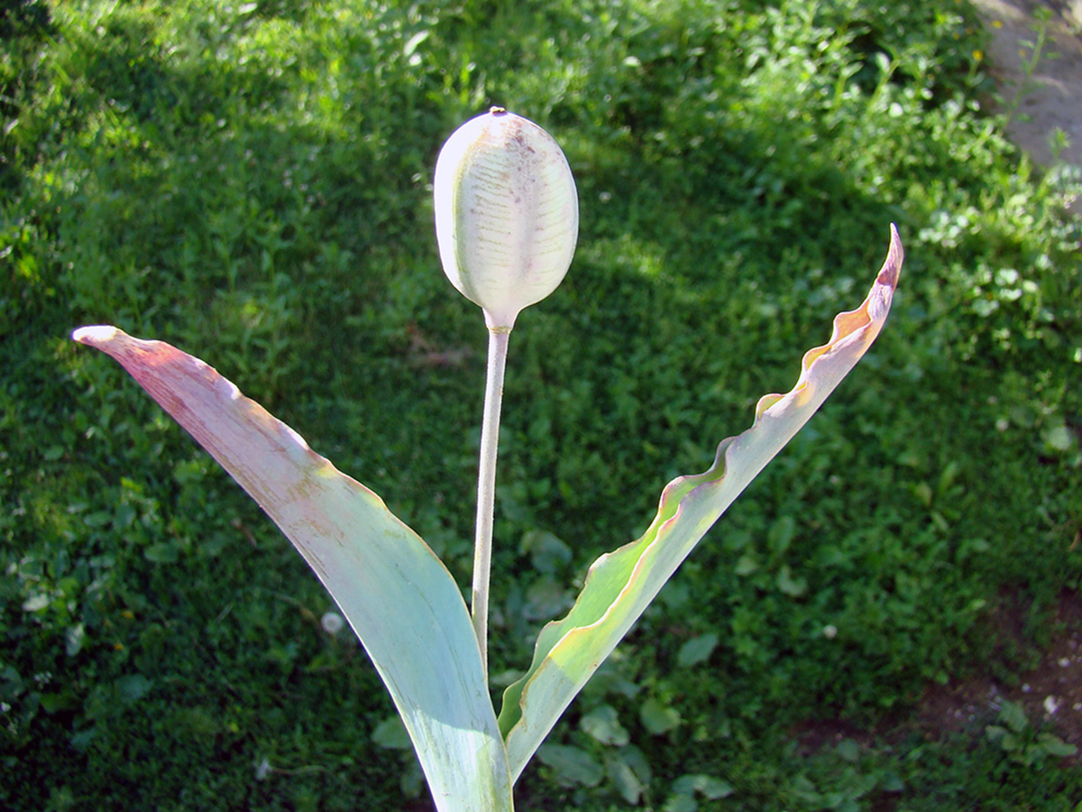 Image of Tulipa pseudoferganica specimen.