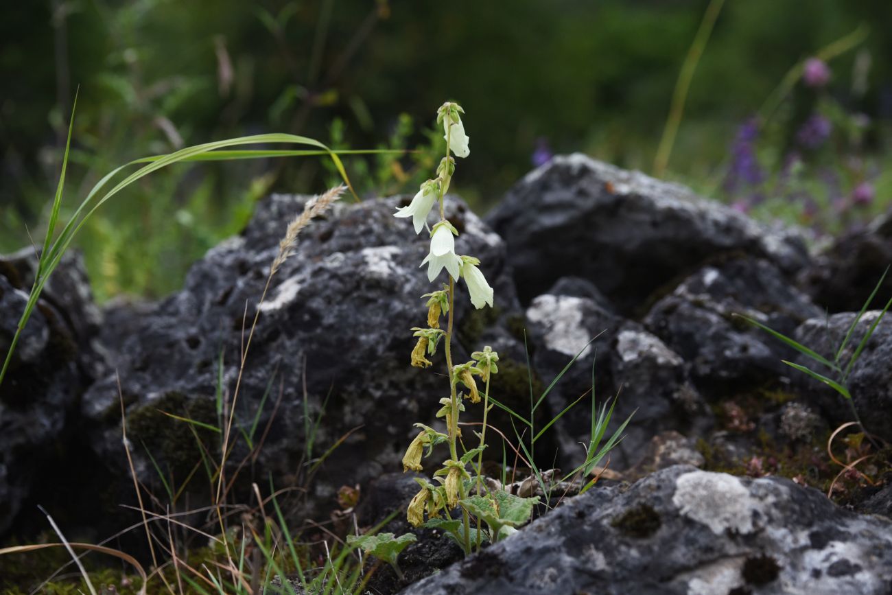 Image of Campanula alliariifolia specimen.