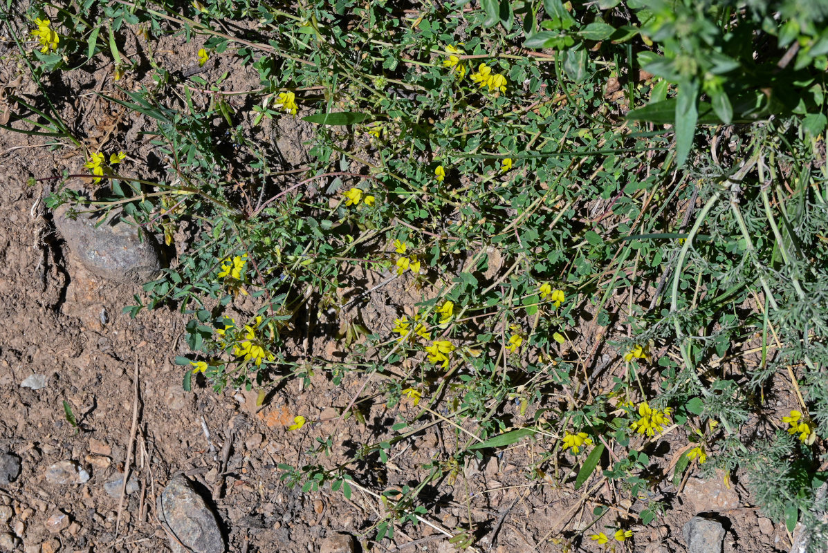 Изображение особи Melilotoides aristata.