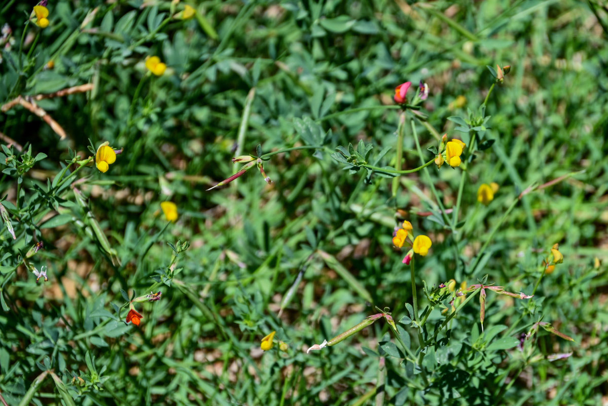 Image of genus Lotus specimen.