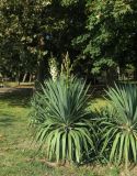 Yucca gloriosa