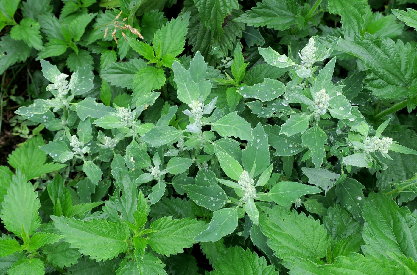 Image of Chenopodium album specimen.