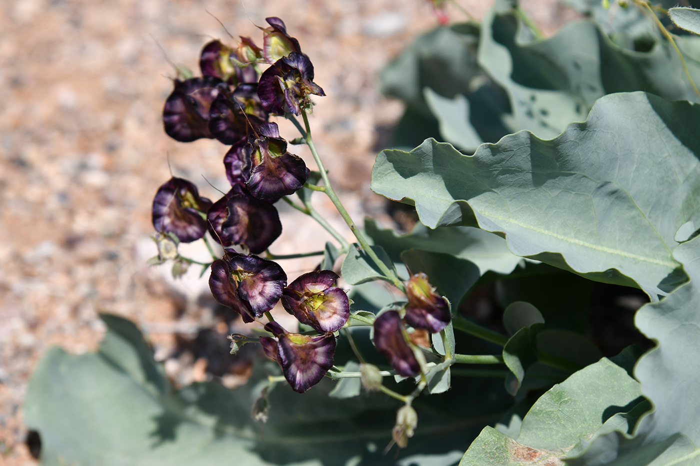 Изображение особи Rindera tetraspis.