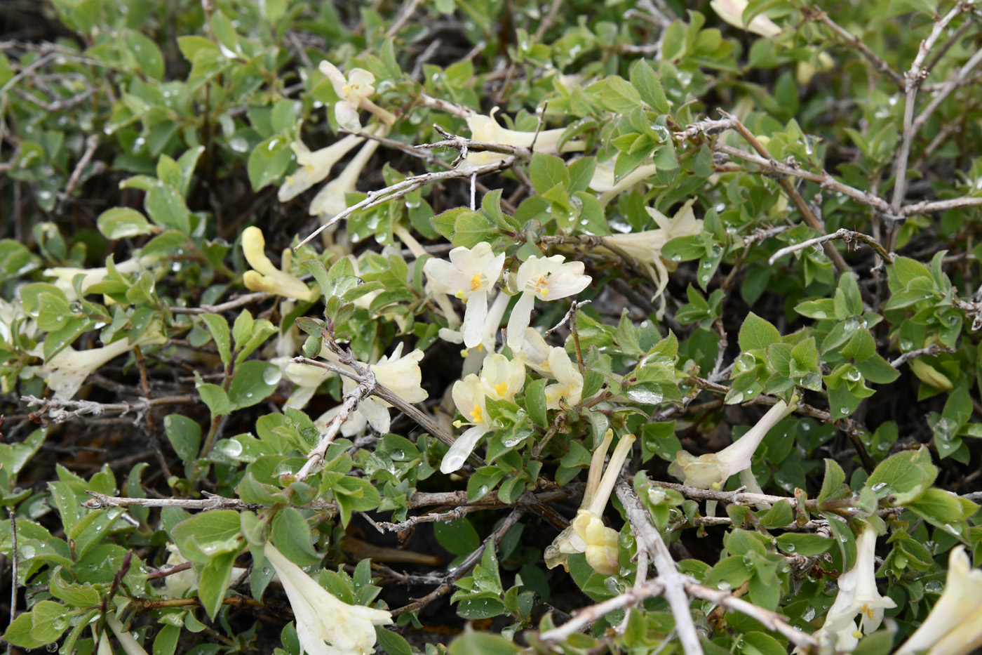 Изображение особи Lonicera humilis.