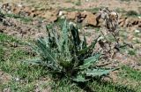 Cirsium argillosum