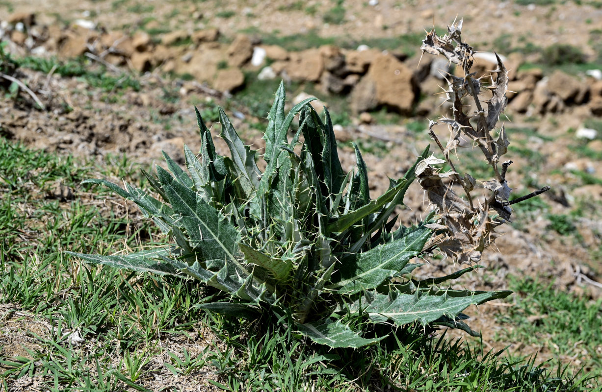 Изображение особи Cirsium argillosum.