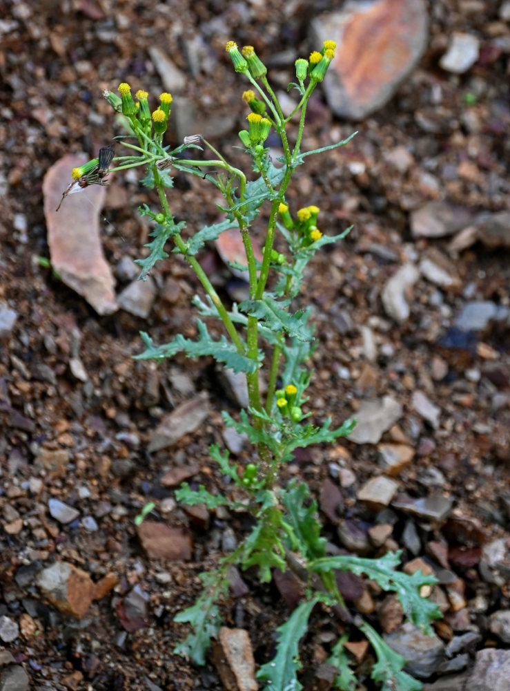 Image of Senecio vulgaris specimen.